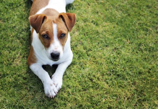 zOpt_puppy dog